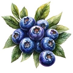 Wall Mural - Fresh Blueberries with Green Leaves Watercolor Illustration.