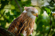 © Vaclav - Portrait of red kite, Milvus milvus, perched on tree among green leaves. Endangered bird of prey with red feather. Cute bird with beautiful eyes and feather. Wildlife nature. Breeding season.