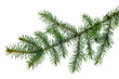 © 151115 - Christmas plants. fir branch . Christmas winter botanical decor . Coniferous twig . isolated on white without shadow