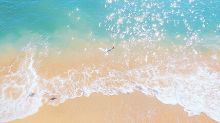 Poster - Aerial View of Seagull Flying Over Crystal Clear Water and Sandy Beach