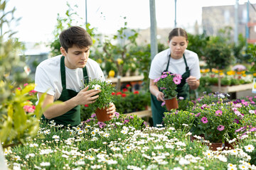 Two professional gardeners in aprons working with blooming Osteospermum Ecklonis and Argyranthemum Frutescens flowers in pots