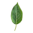 green leaf isolated on white