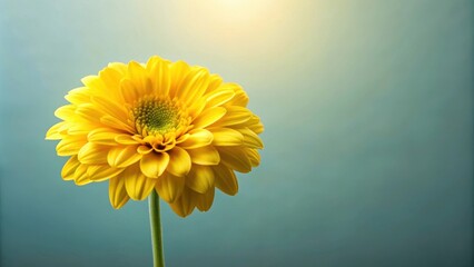 Fresh Yellow Flower background, blooms, vibrant, nature, spring, petals, sunny, garden, botanical, bright, colorful, texture