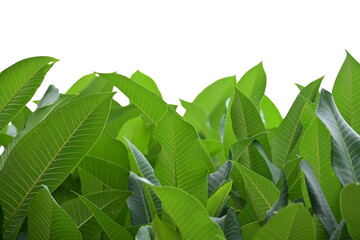 Wall Mural - beautiful green leaf texture in springtime, water drop on frangipani leaves