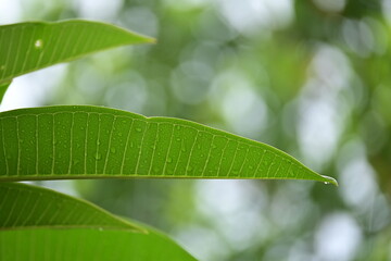 Wall Mural - beautiful green leaf texture in springtime, water drop on frangipani leaves