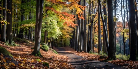 Canvas Print - autumn in the forest