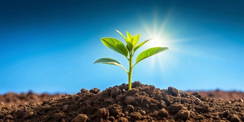 Poster - Plant growing from fertile soil against a clear blue sky background, growth, nature, flora, green, garden