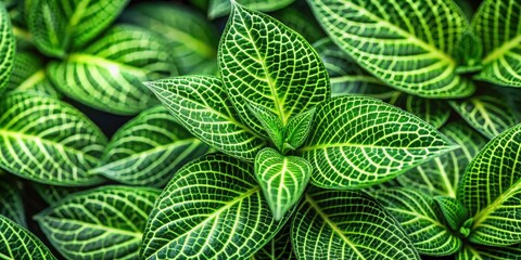 Close up of a vibrant green plant with intricate leaves, foliage, plant, close up, nature, green, growth, botanical, leaf