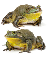 Canvas Print - Bullfrog, Rana catesbeiana, against white background, studio shot