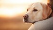 © MAY - A Labrador Retriever with a gentle expression, resting its head on its owner lap, portraying unwavering loyalty and love.