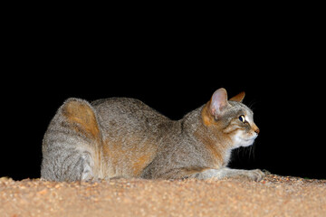 Wall Mural - an african wild cat (felis silvestris lybica) during the night, kruger national park, south africa.