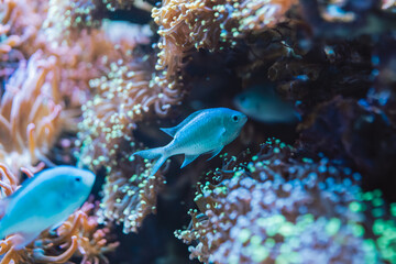 A blue-green damselfish swimming with a sea anemone