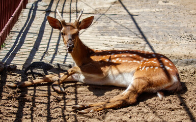 Wall Mural - Portrait of an antelope in the zoo