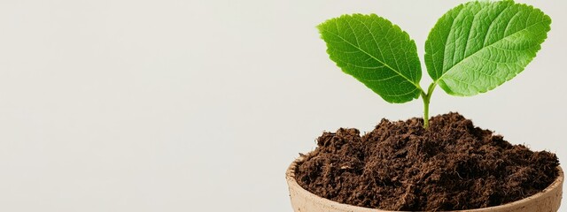 Poster -  A tiny green plant grows from a pot filled with soil atop a mound of dirt