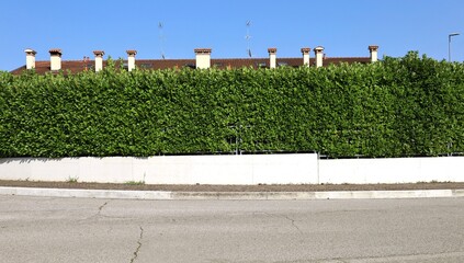 Wall Mural - Fence made of a white plaster wall with railing on top and high privacy hedge. Large rooftop with several chimneys on behind. Sidewalk and street in front. Background for copy space