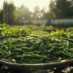 Canvas Print - Green pepper, harvest abundant, placed on a dustpan, natural sunlight, close-up

