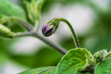 Wall Mural - Purple chili blossom in close up view with soft bokeh background