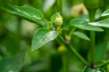 Wall Mural - Chili bush with green fruits and white blossom in early grow phase before harvesting