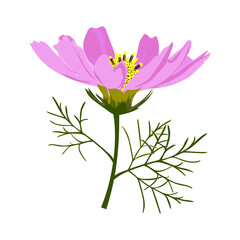 Canvas Print - Small pink graceful cosmos flower isolated on white background. 