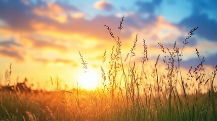 Sticker - The field of grass stretches out under a stunning sunset, with the golden and orange hues of the sky casting a warm glow over the landscape.