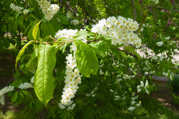 Poster - Blossoming branch of bird cherry in May