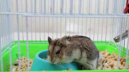 Wall Mural - Hamster in a cage, cheeky animal feeding, domestic home goods.