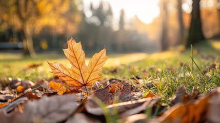 Sticker -  A lone leaf rests on the ground amidst a sea of fallen leaves in a grassy area, while trees with their own foliage loom in the background