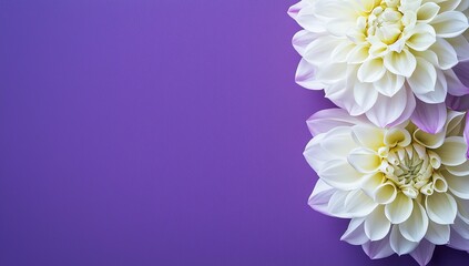 Poster - Violet floral background. Daisy flower composition with text area. Natural background.