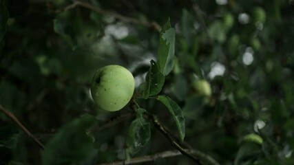 Wall Mural - Green apples in an apple plantation. Apple orchard with ripe fruits.