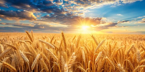 Wall Mural - Beautiful golden wheat field with soft sunshine bokeh background , agriculture, farm, harvest, nature, rural, beauty