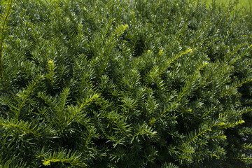 Wall Mural - Taxus baccata close up. Green branches of yew tree(Taxus baccata, English yew