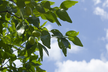 Wall Mural - close up of Fruits of a jujube tree