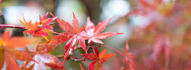 Wall Mural - beautiful maple leaves on the tree in autumn season.
