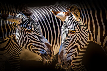 close-up profile of two zebras