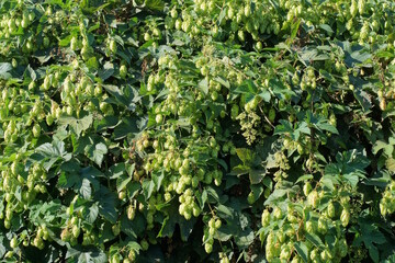 natural texture from green hops buds and leaves on a branch of a plant in nature