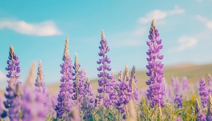 Poster - Vibrant Lupine Flowers Blooming in a Peaceful Meadow