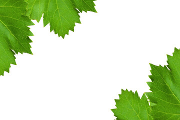 Fresh green grape leaves border frame isolated on transparent background, top view, PNG fruit design elements