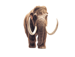 woolly mammoth with long tusks and thick fur, isolated on white background. png transparent.