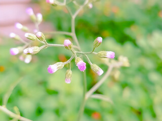 pink grass flower, nature background
