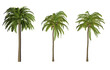 © nit_sin - Coconut and palm tree 3D set of 3