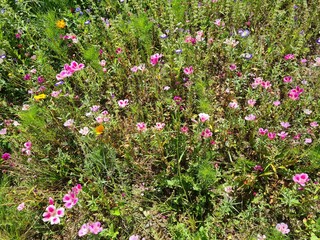 Wall Mural - Blumenwiese mit Sommerazaleen - Clarkia amoena 1