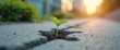 © Yury - Small plant seedling growing through concrete symbolizing hope and resilience against urban background with copy space