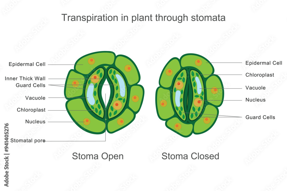 Transpiration System Transpiration in plants is the process where water vapor is lost ...