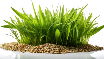 fresh green grass seeds isolated white