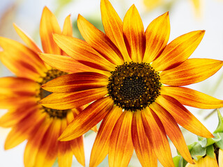 Wall Mural - Sonnenblume