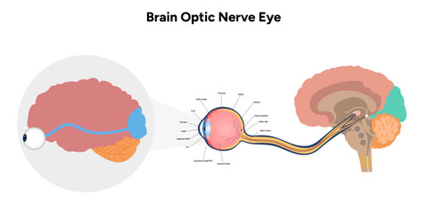 Wall Mural - Brain optic nerve eye and eye anatomy	