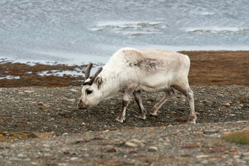 Wall Mural - Renne du Spitzberg, Renne de Svalbard, Rangifer tarandus platyrhynchus, Spitzberg, Svalbard, Norvège