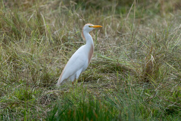 Sticker - Héron garde boeufs,.Bubulcus ibis, Western Cattle Egret