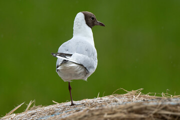 Poster - Mouette rieuse,.Chroicocephalus ridibundus, Black headed Gull