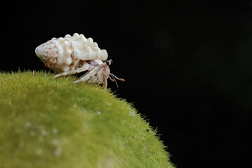 A hermit crab is walking slowly on a rock covered with seaweed. This animal whose habitat is on the edge of a sandy beach has the scientific name Paguroidea sp.